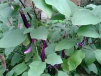 農(nóng)家蔬菜2