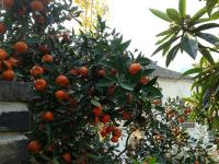 農(nóng)家院一角2