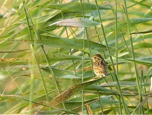 白鳥一雙臨水立