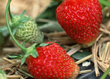 紅紅的草莓