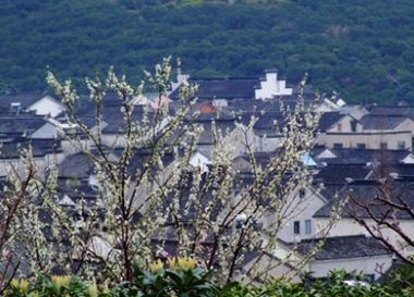 鄉(xiāng)村梅花開了